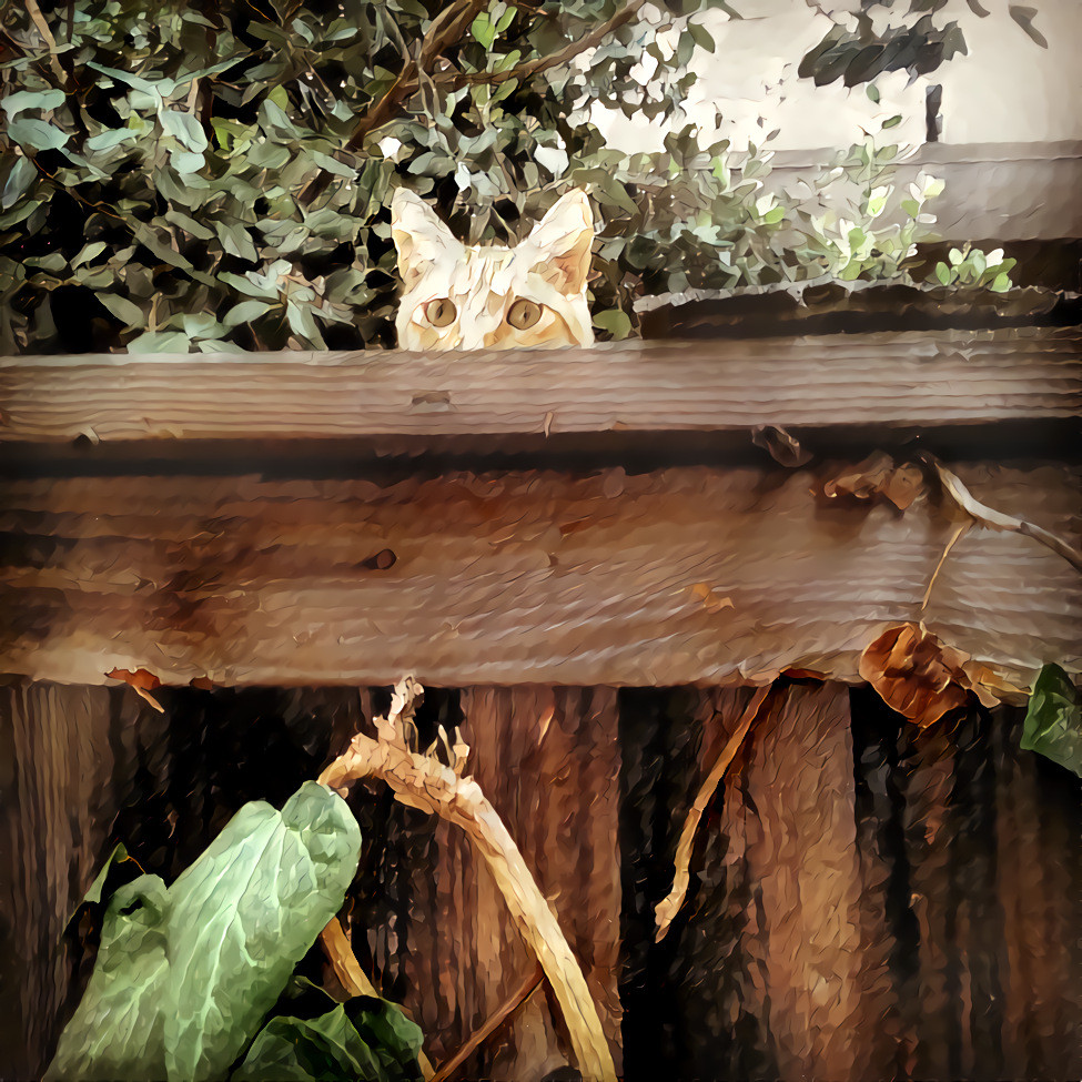 Peeping Tomcat
