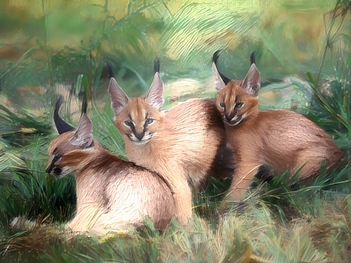 Young caracals