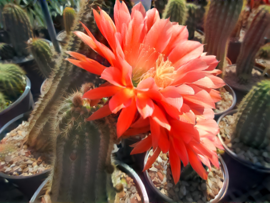 Torch cactus