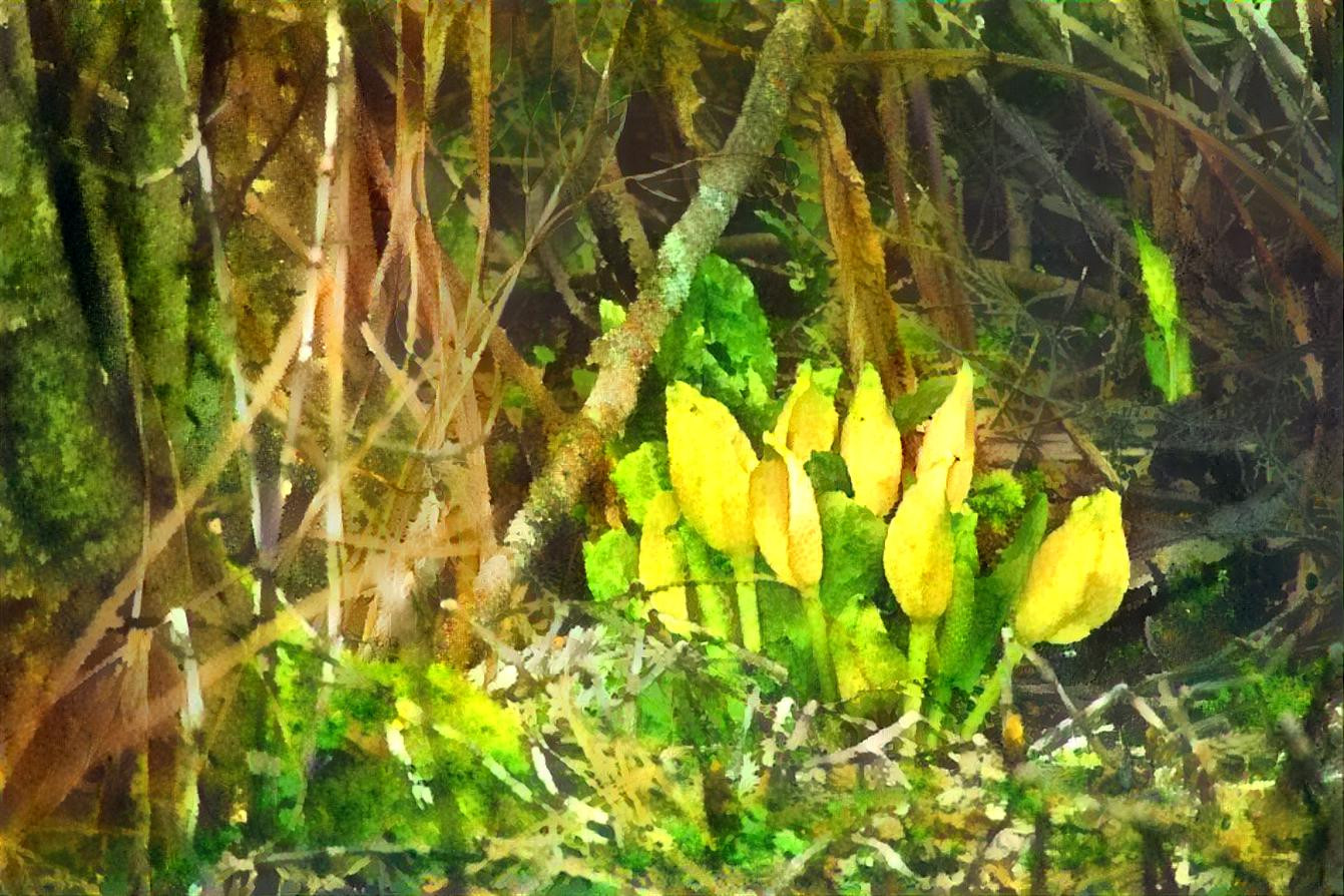 Springtime Skunk Cabbage Blooms