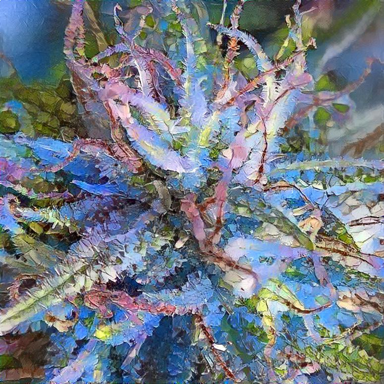 Cannabis Flower, Long Beach, Ca.