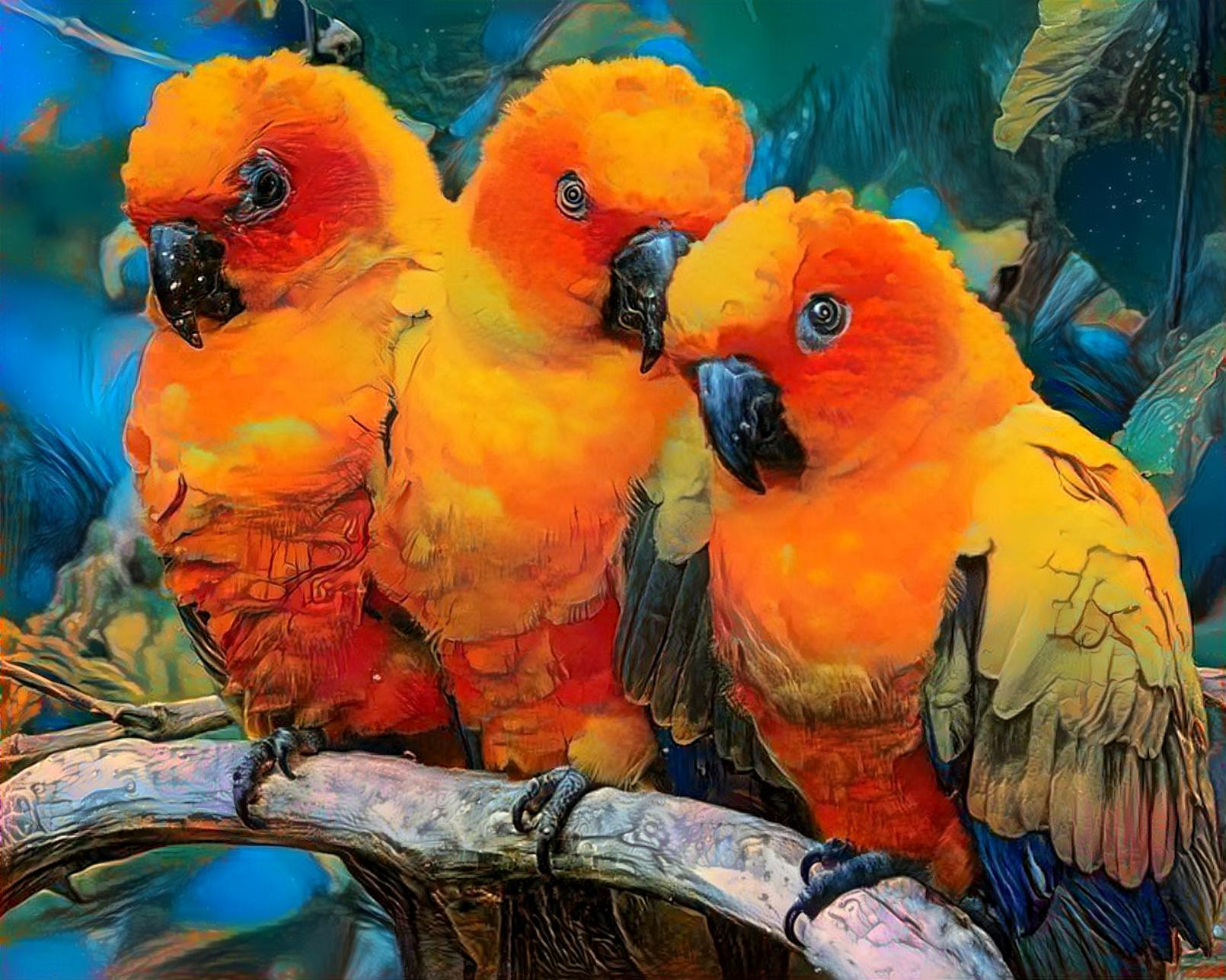 Here Comes The Sun ☀️ Conures, That Is❣️