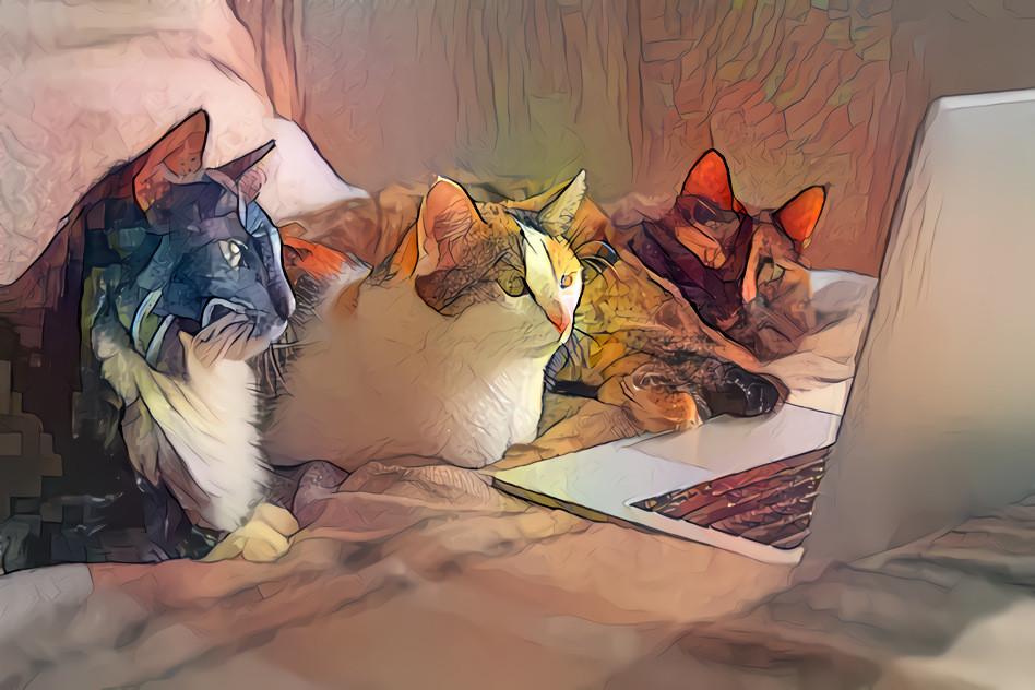 Cats on the Internet