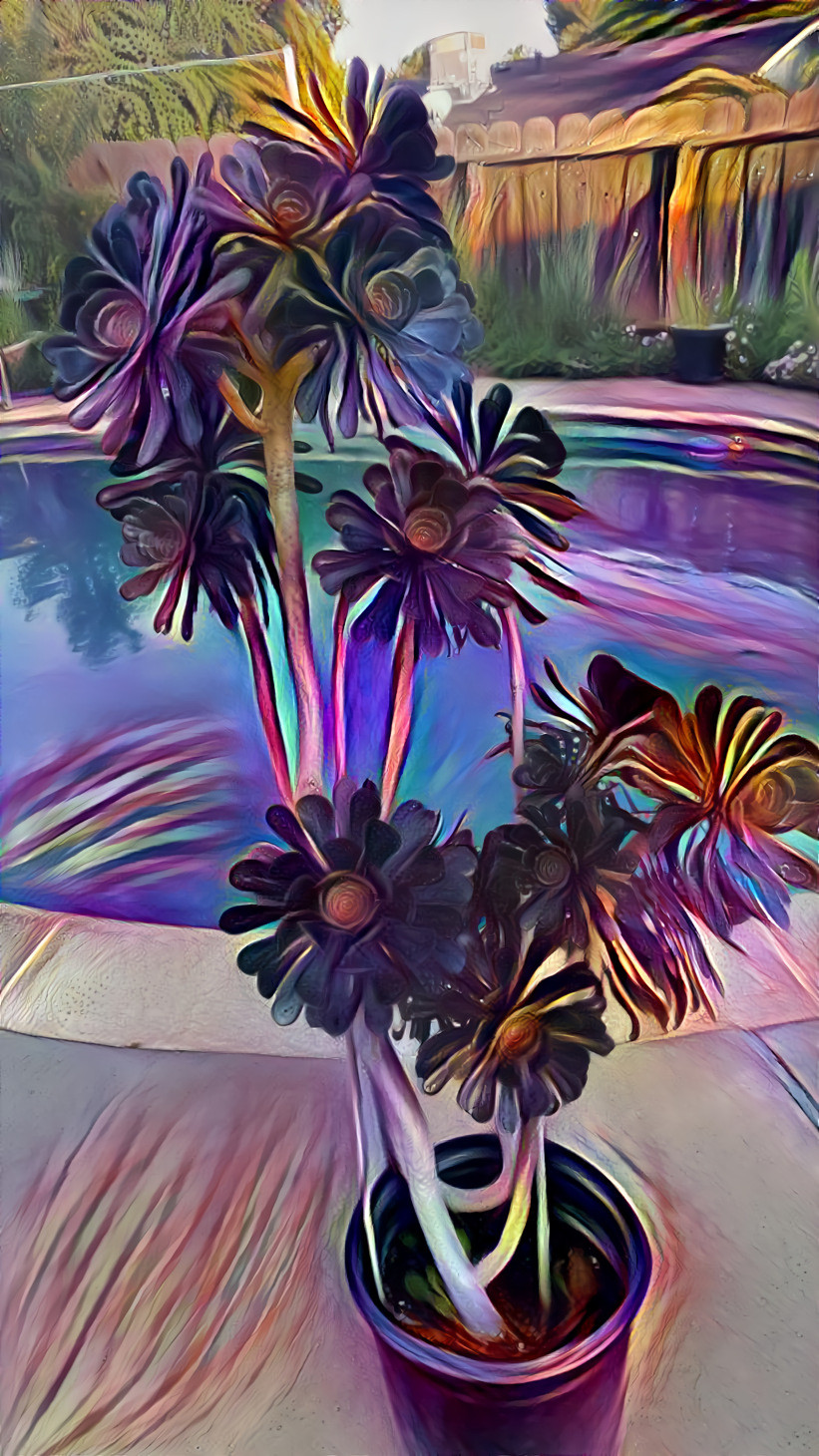 Succulents By The Pool lll