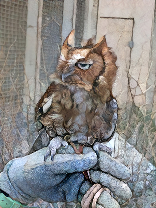 Small Red Owl at a sanctuary 