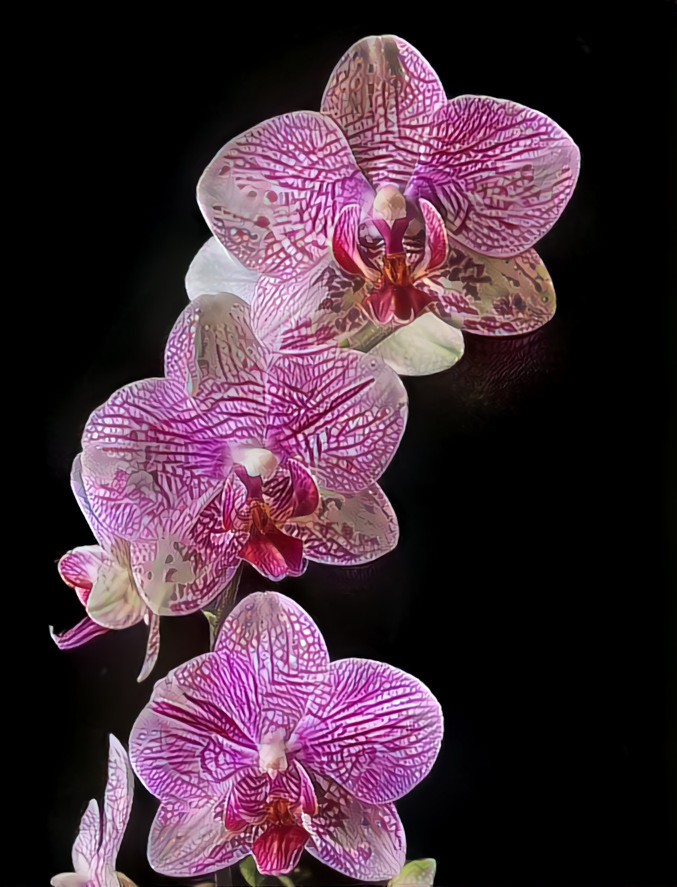 "AI's hybrid orchids" _ (210325) 