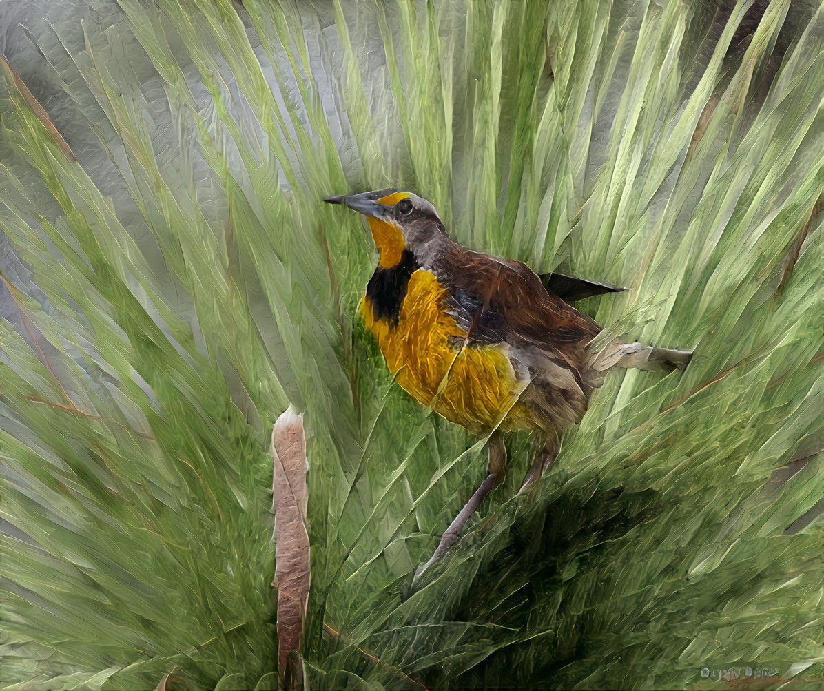 An eastern meadowlark bird