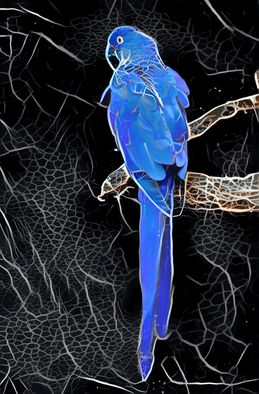 Lightning Macaw