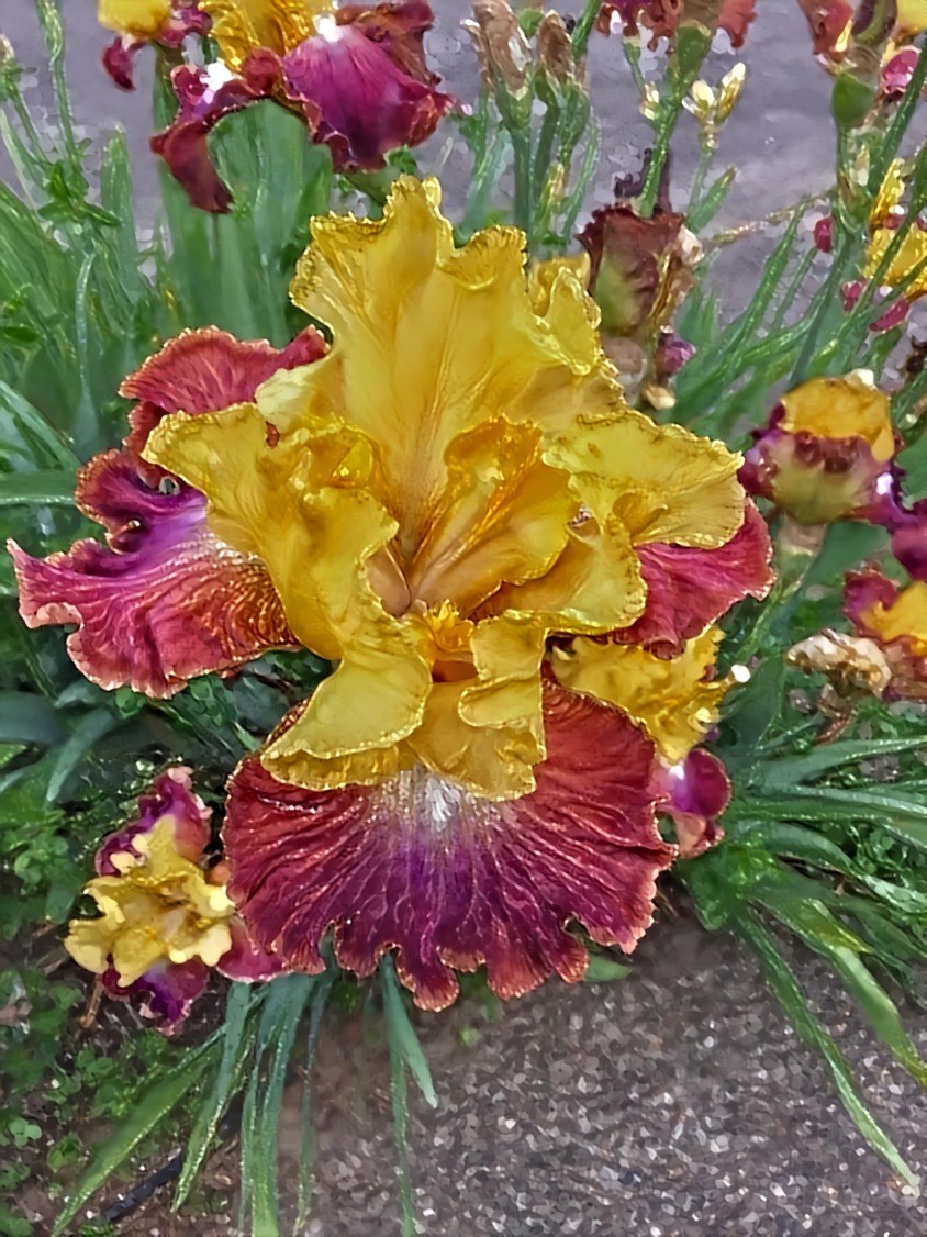 Loving this iris color combination.