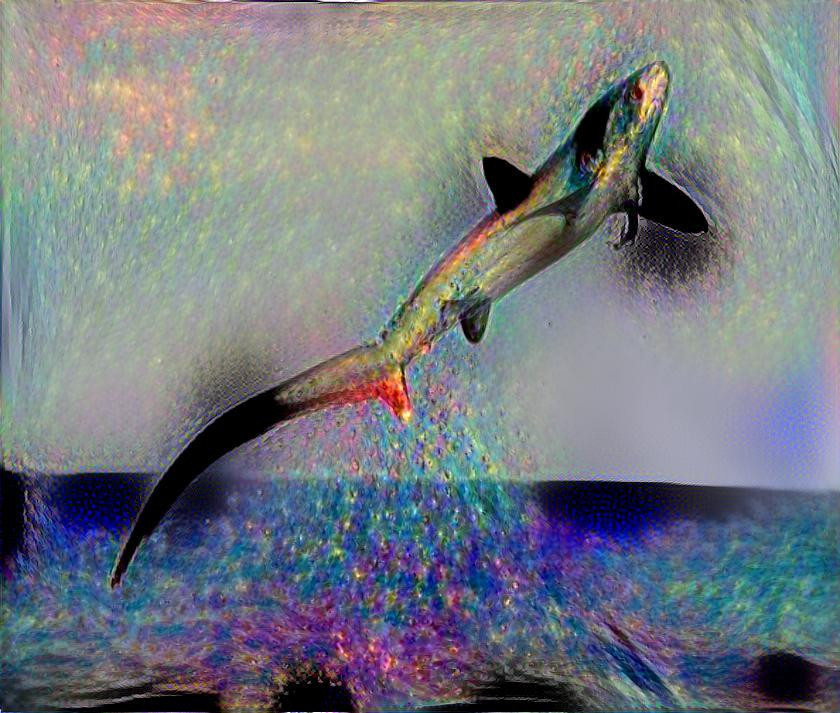 An iridescent thresher shark breaching