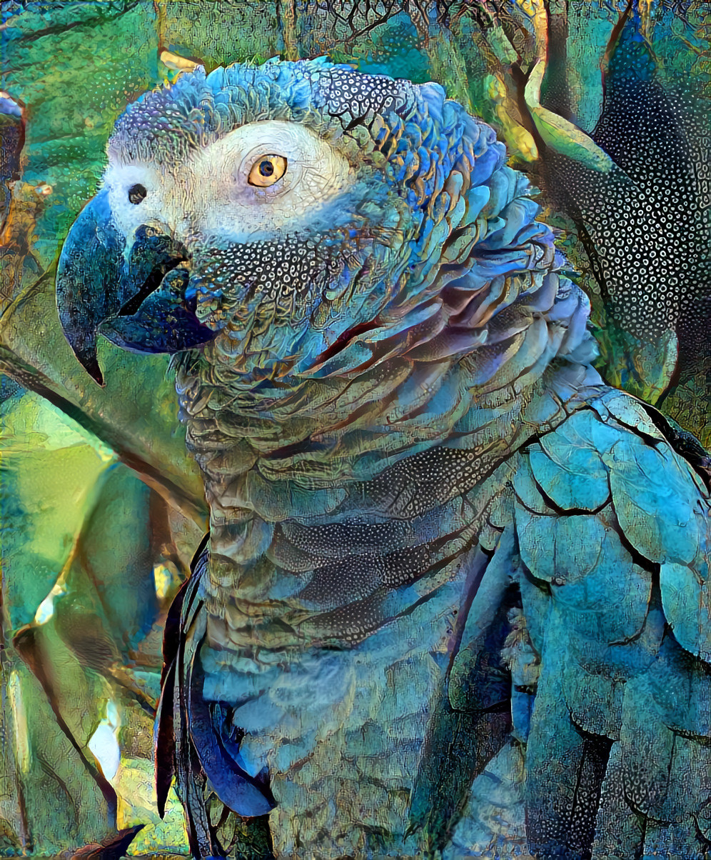 African Grey Parrot - Bali Bird Park