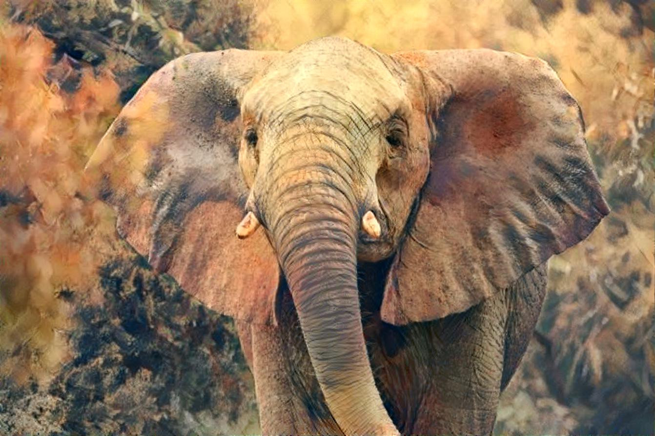  Beautiful African Elephant 