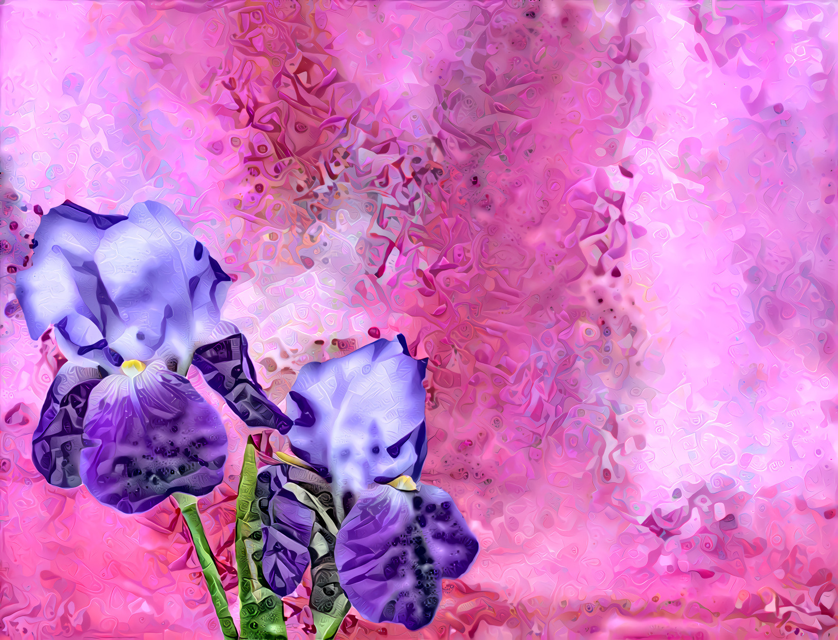 Deep purple Iris in a Pink Dream