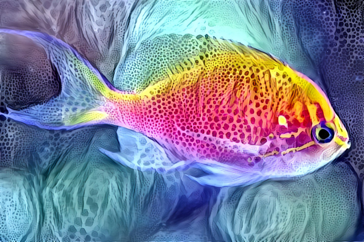 Colorful Fish (Spongy)