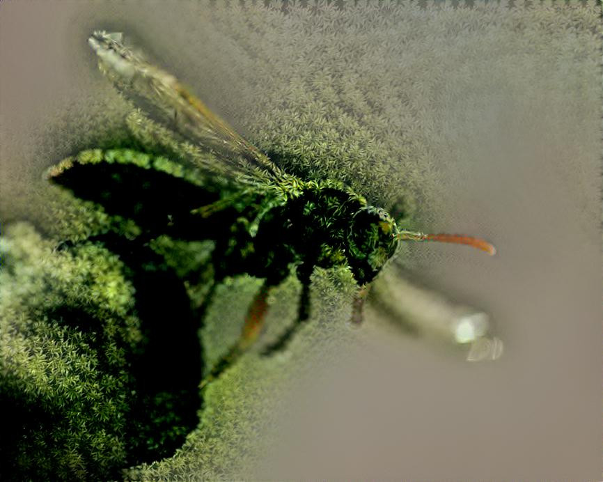Mossy Bee