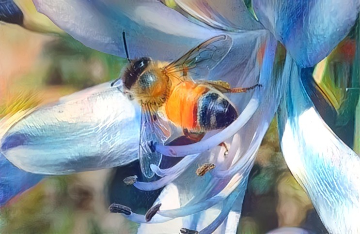 Bee on Agapanthus