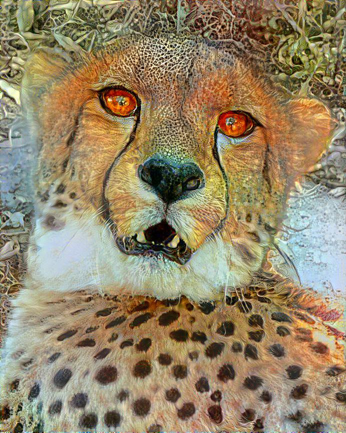 Cheetah Gaze