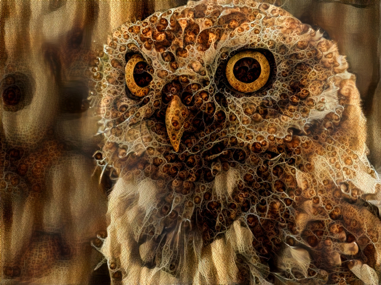 Owl  [1.2MP]