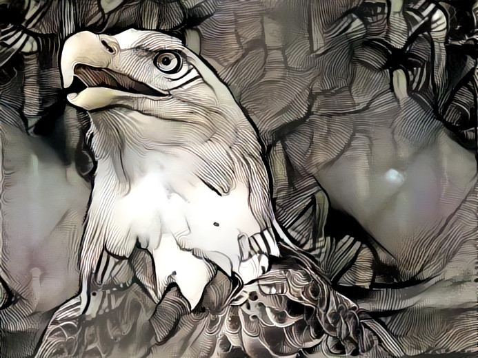 Zoo Eagle by VMC