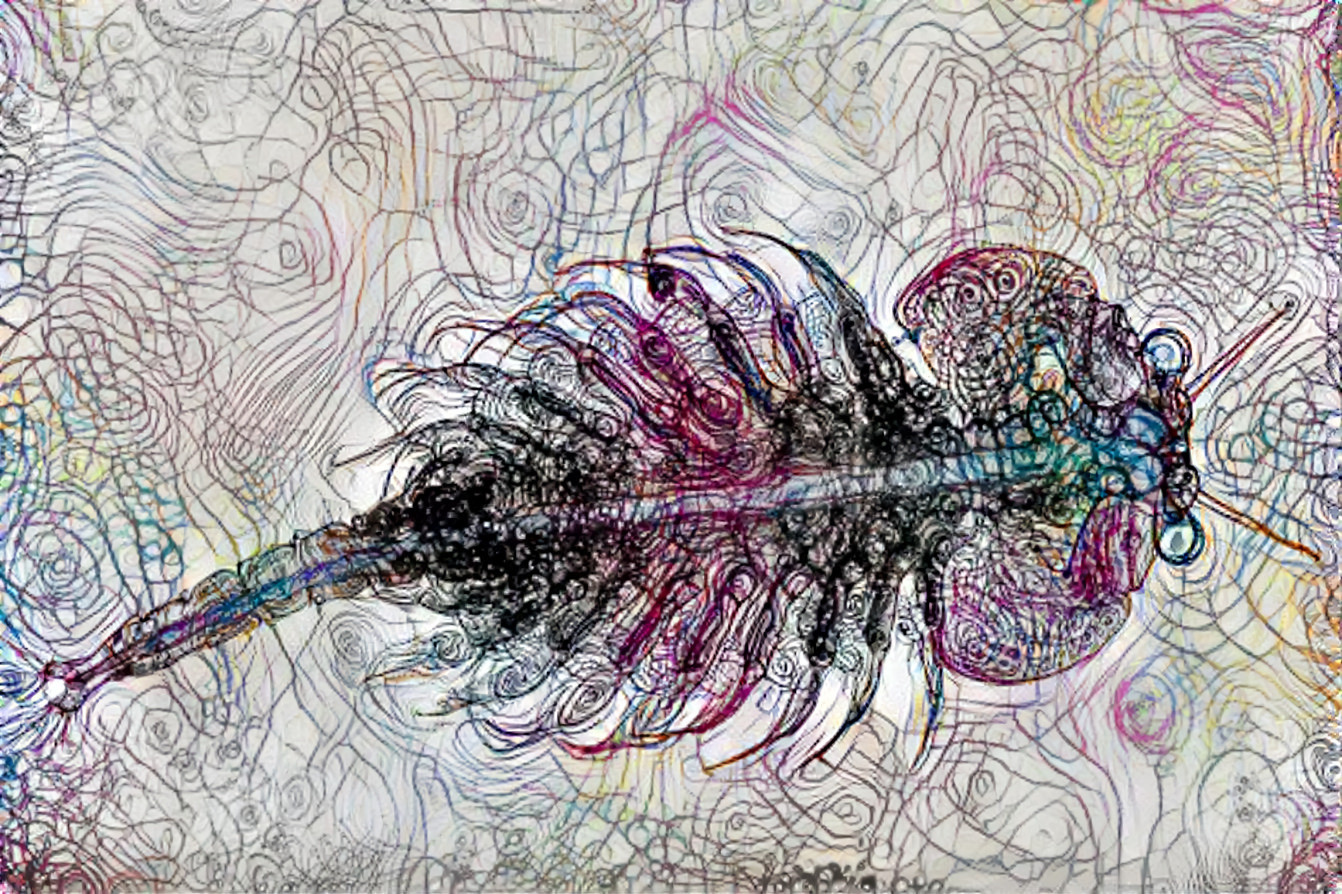shrimp, colored pencil drawing