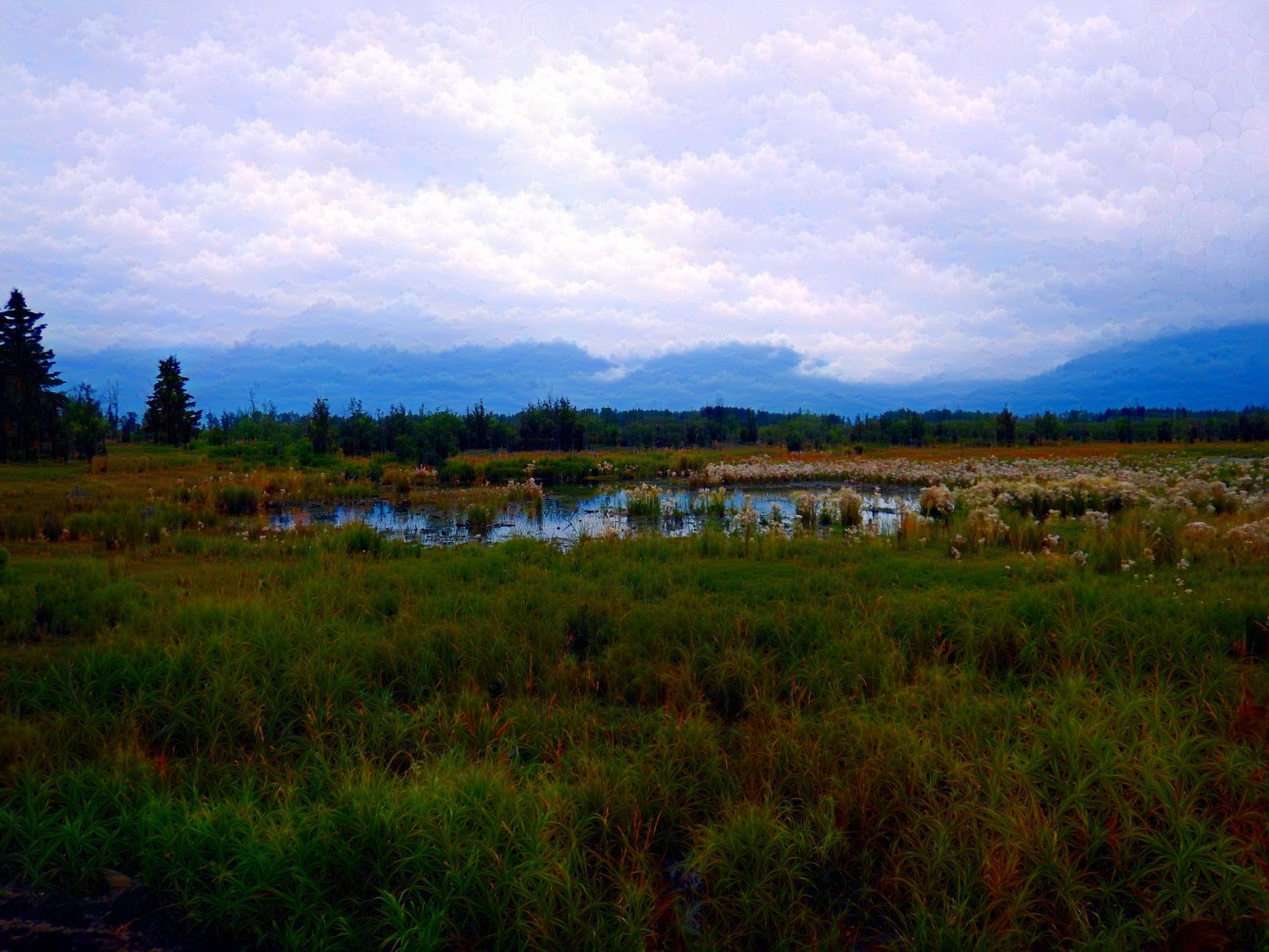 Alaskan Wetlands