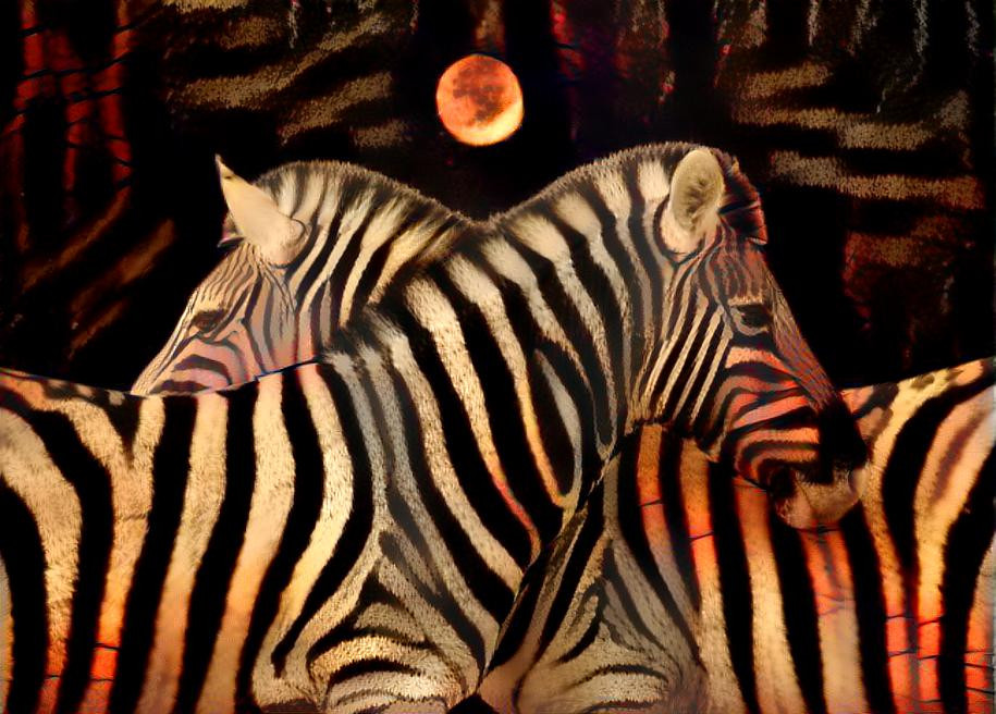 Zebras in the Moonlight