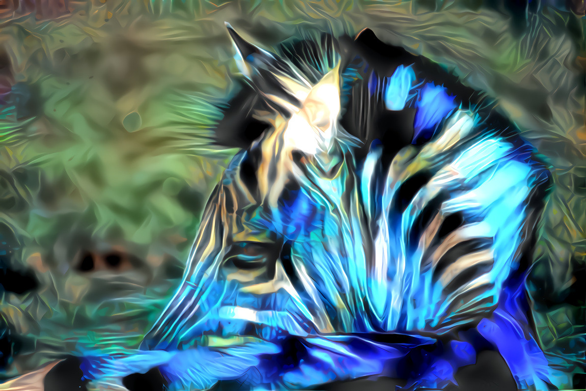 Peacock Zebra