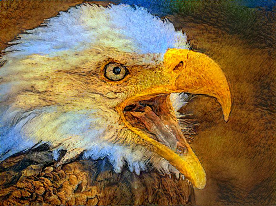,white tailed eagle