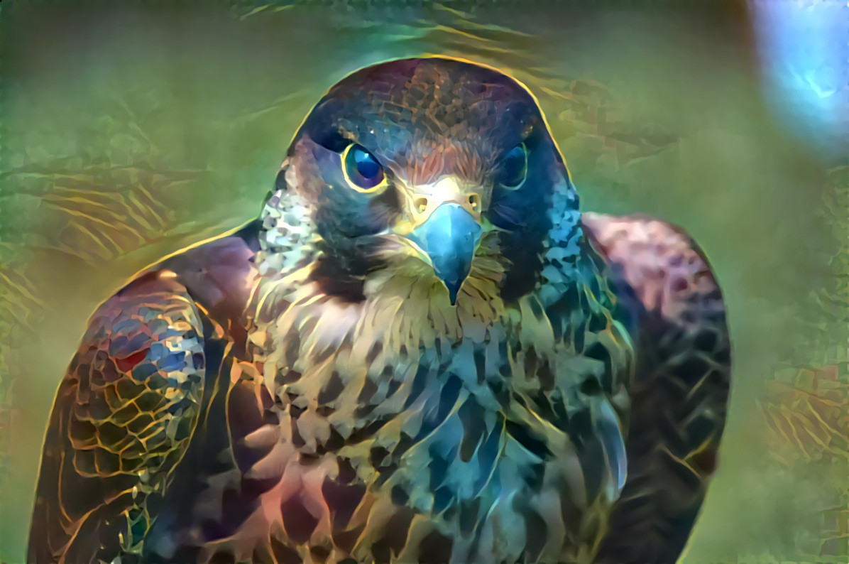 Peregrine falcon courtesy of Michael Bourne photography
