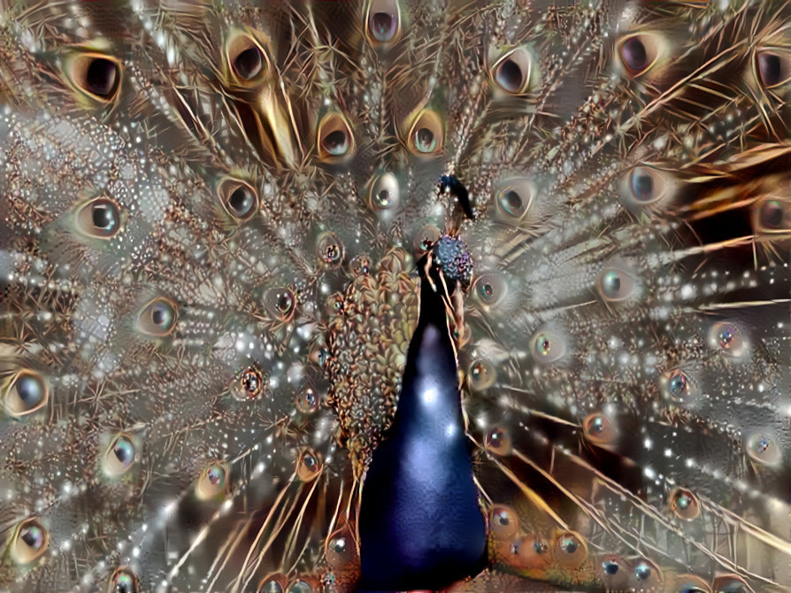Peacock Dream
