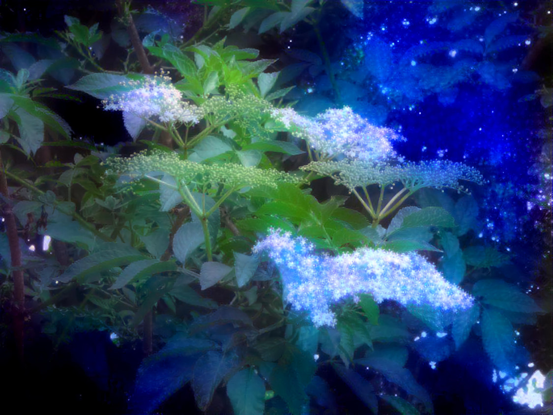 "Ethereal Elderflowers" by Unreal from own photo.