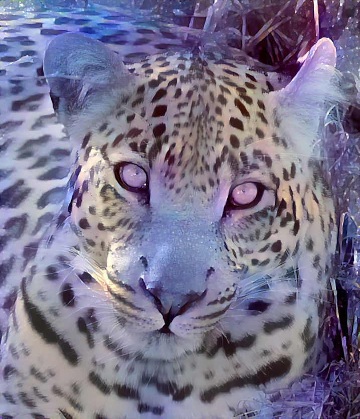 Slightly Snowy Leopard