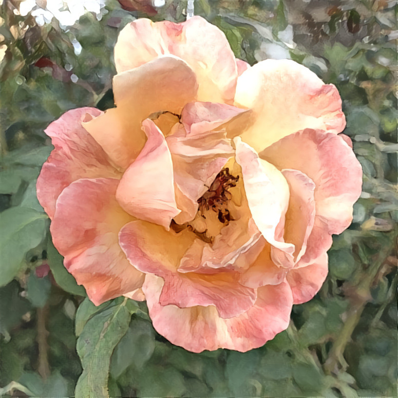 Peach Rose 11.20 | MR D 100% Colors