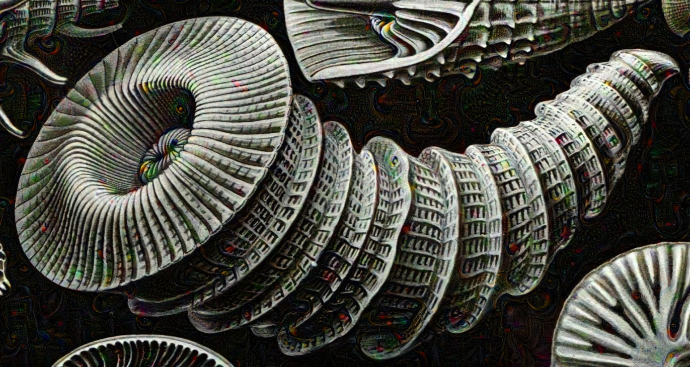 Lightly Dreaming Anthozoa [Ernst Haeckel]