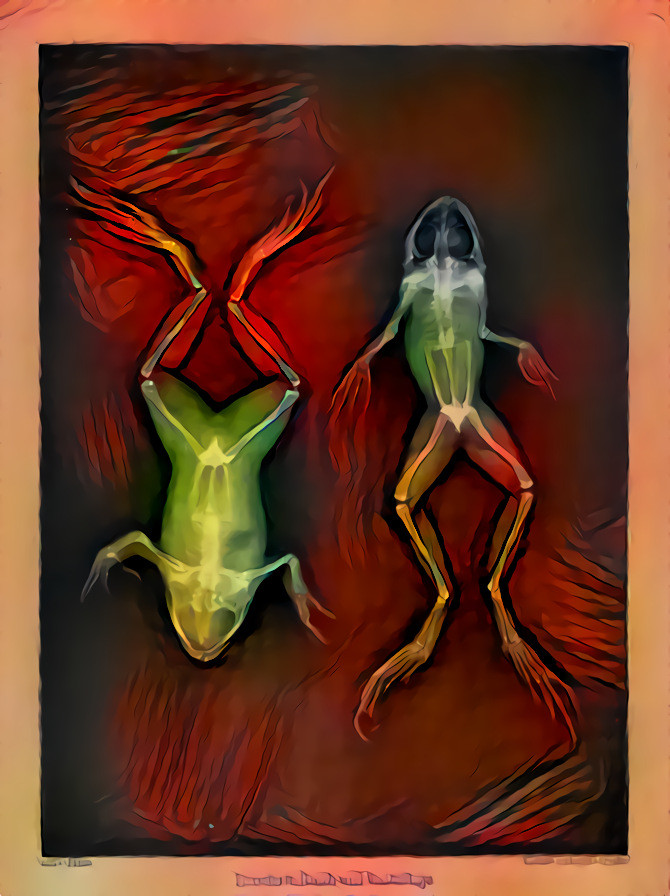 Frogs xray
