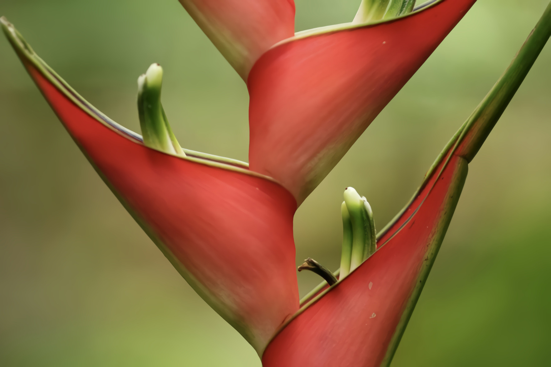 Tropical Heliconia