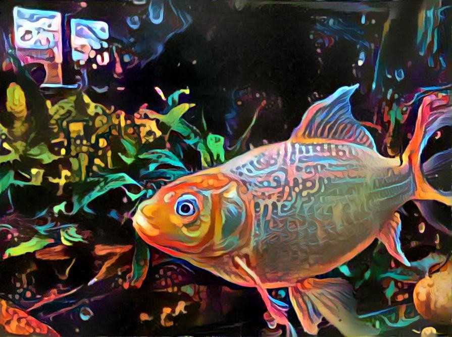 Psychedelic Goldfish 