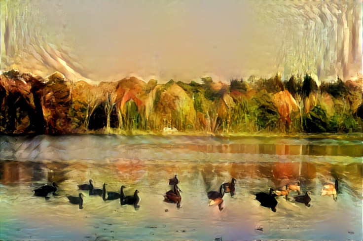 Geese on Beaver Lake