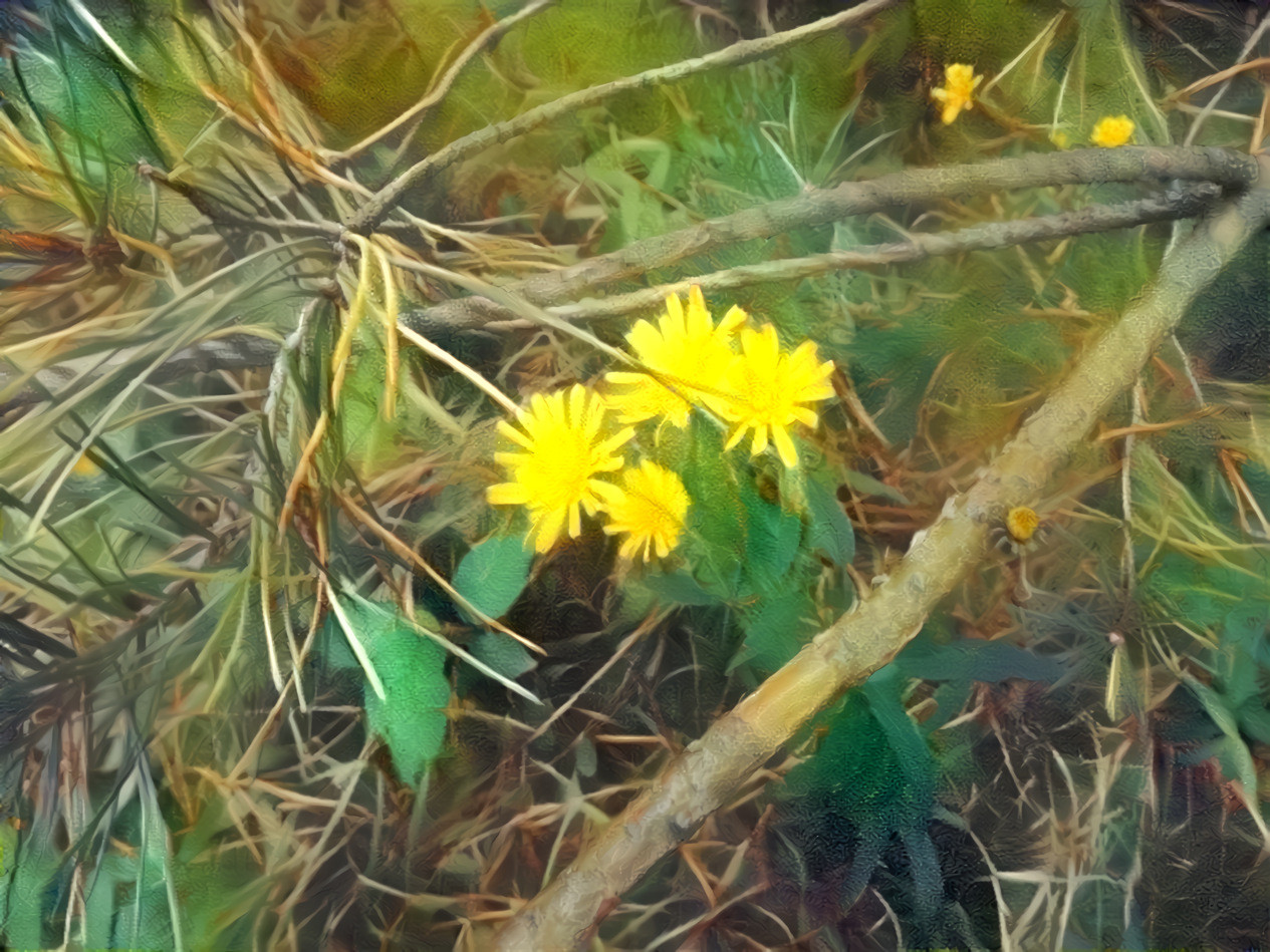 21 Sep 2021 - Yellow flowers and conifer needles