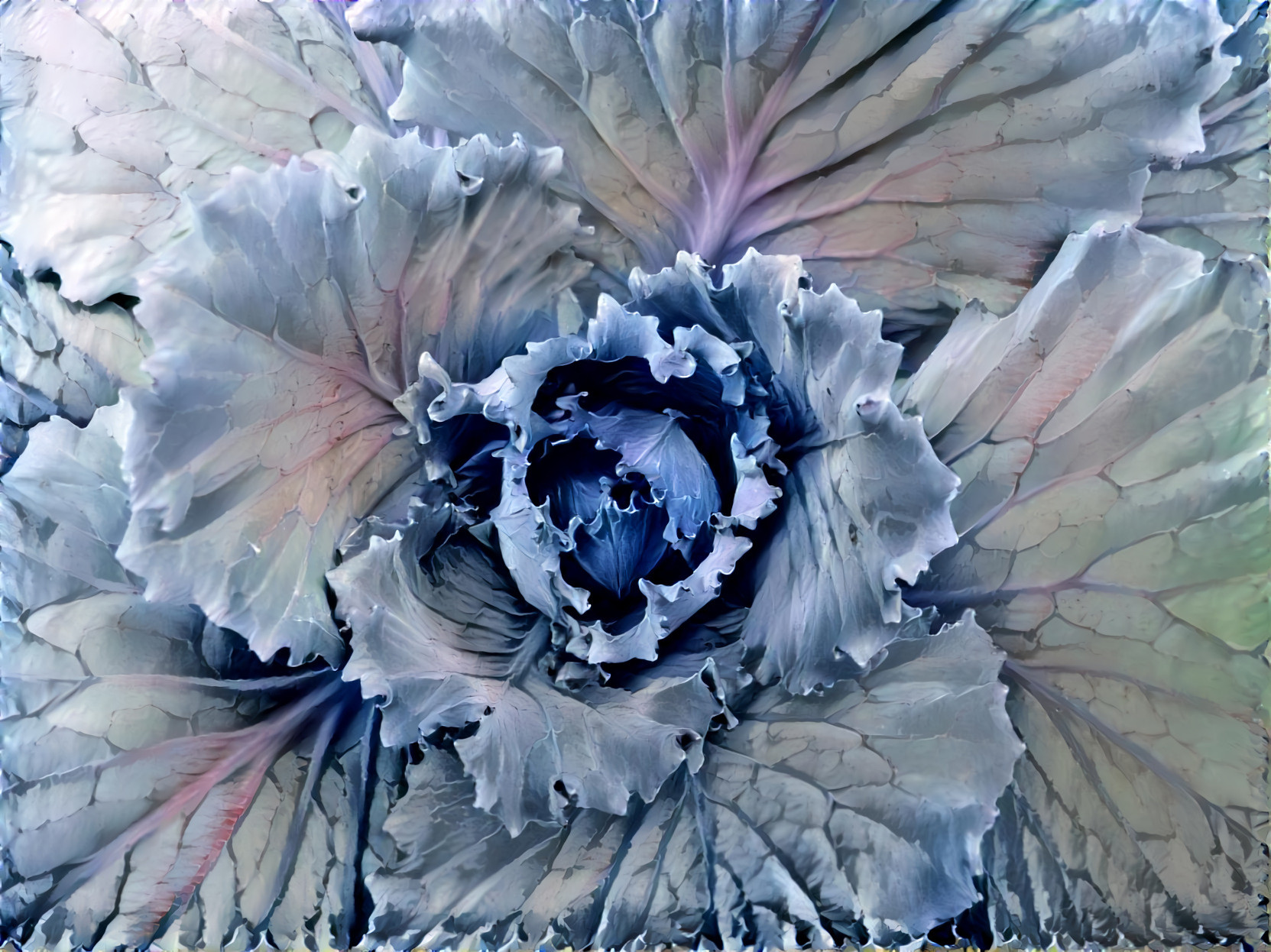 Blue Gray Cabbage