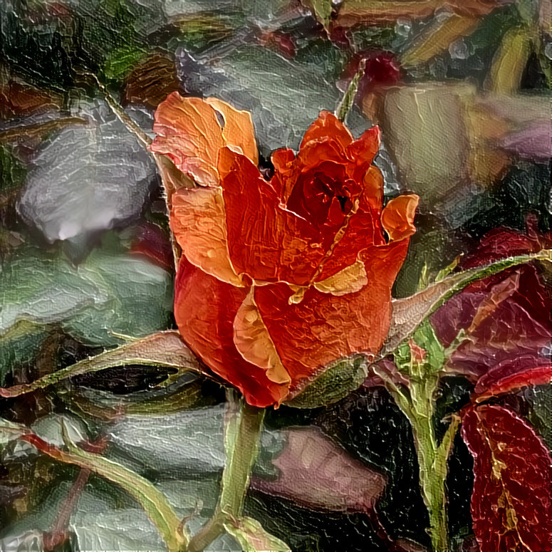 Coral Rose 07.20 | MR D 100% Colors