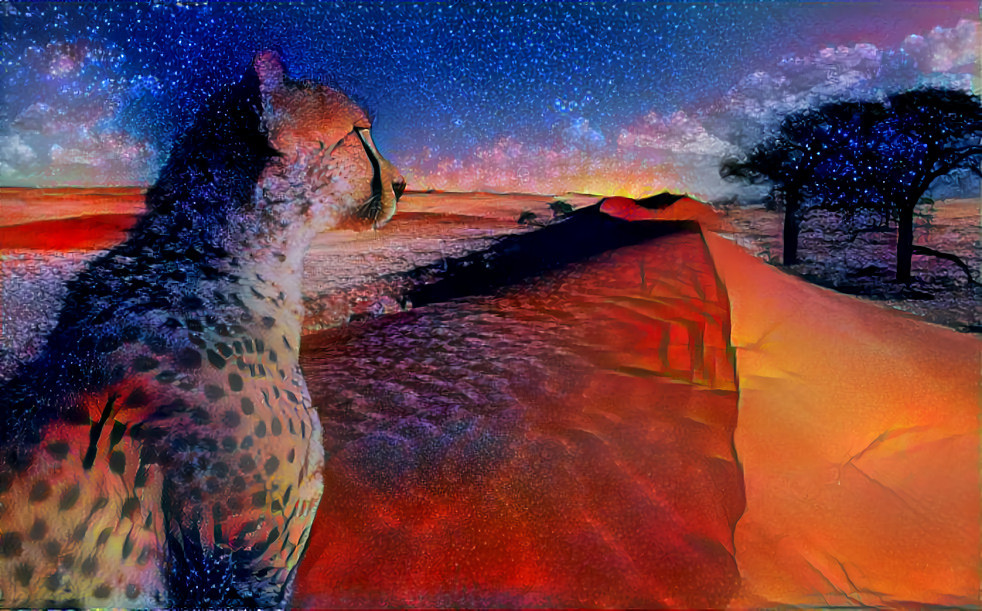 A cheetah enjoys an evening sunset over the Namid desert.