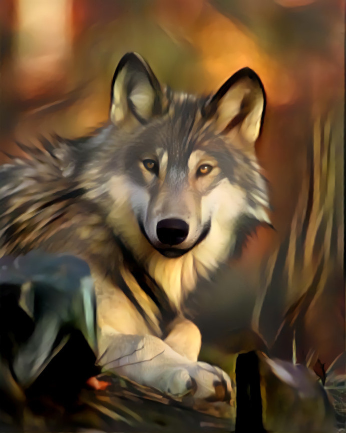 Wolf - Public domain from Upsplash