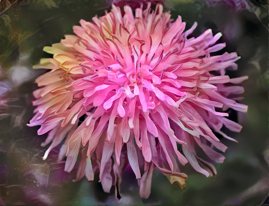 Pink dandelion (var.1)