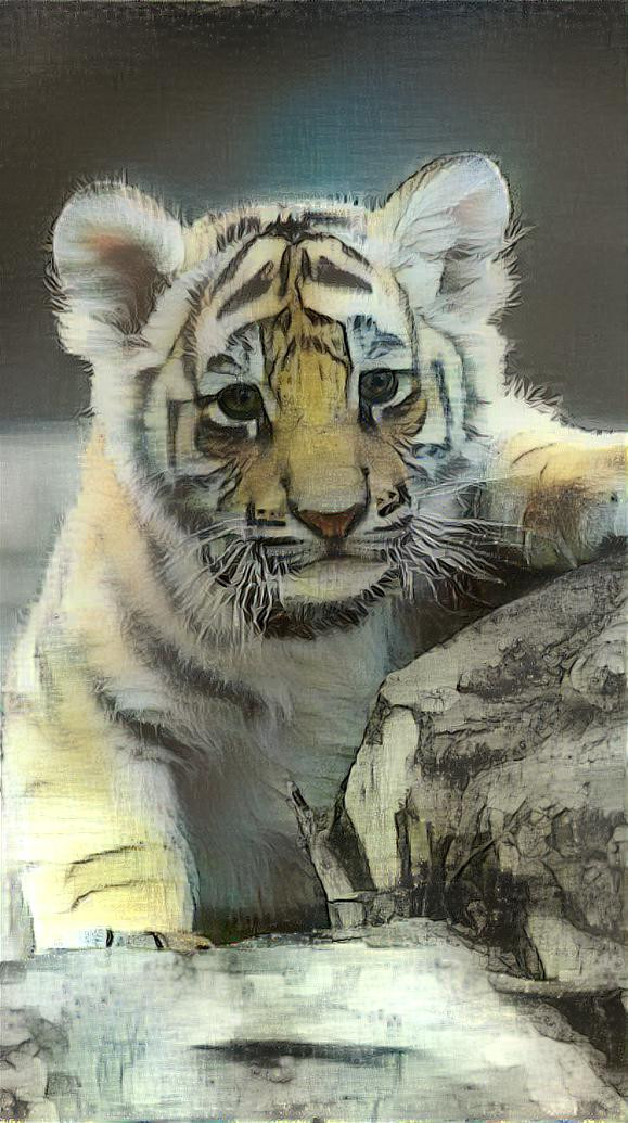grey tiger cub