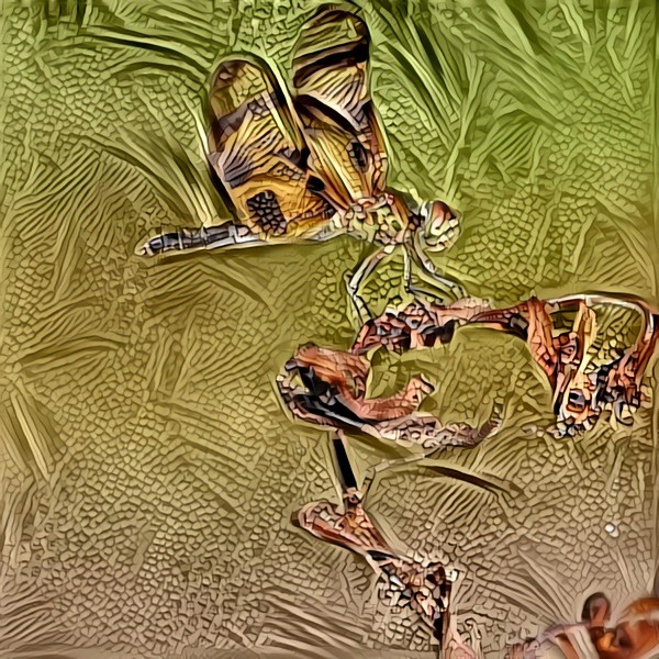 Tiger-striped Dragonfly