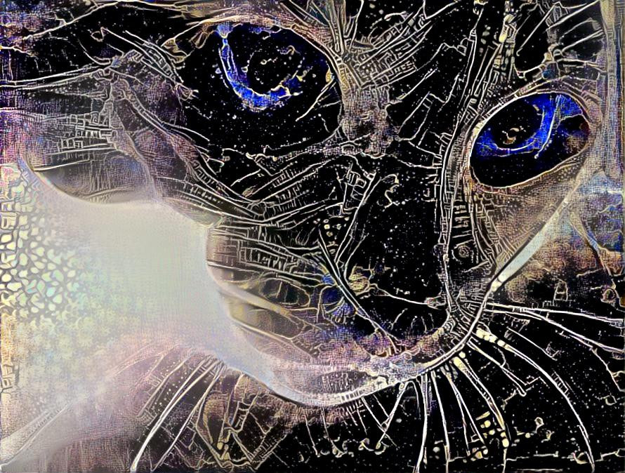 Universe Cat
