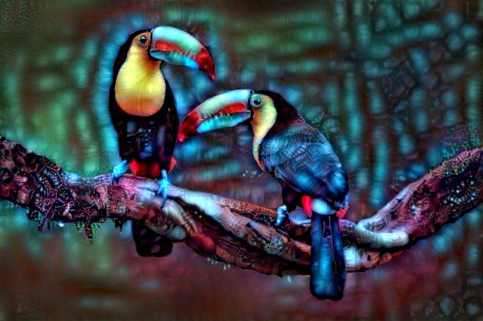 Toucan birds