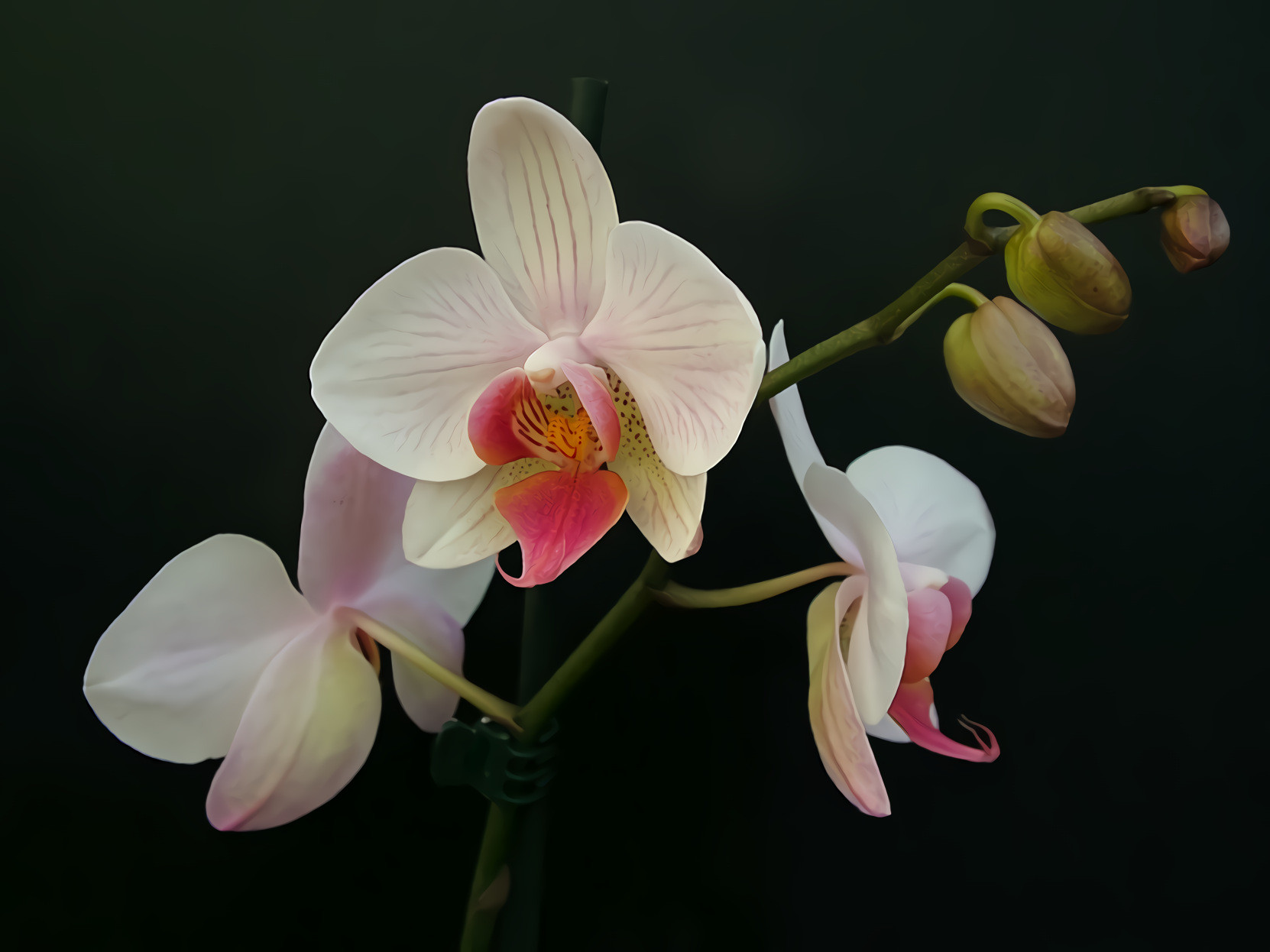 Tropical Orchid Phalaenopsis 