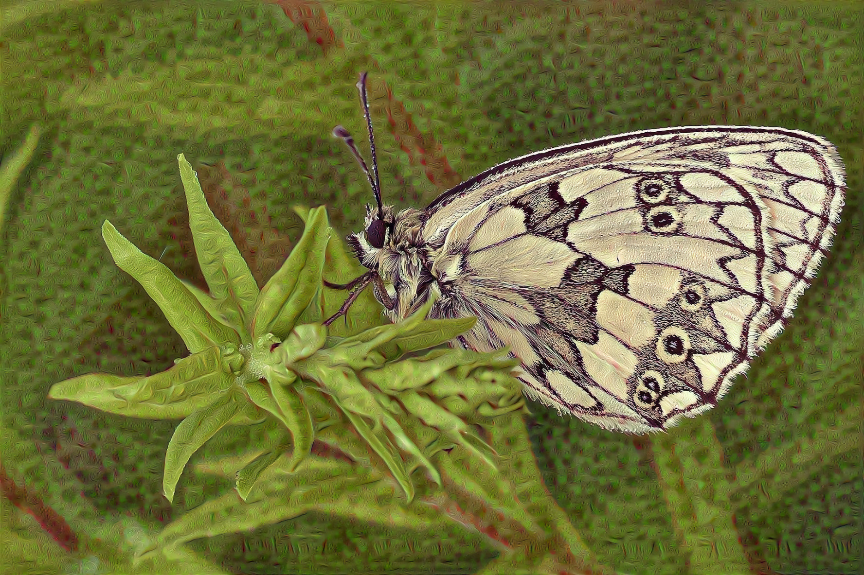 Marbled White, Chess Board Butterfly